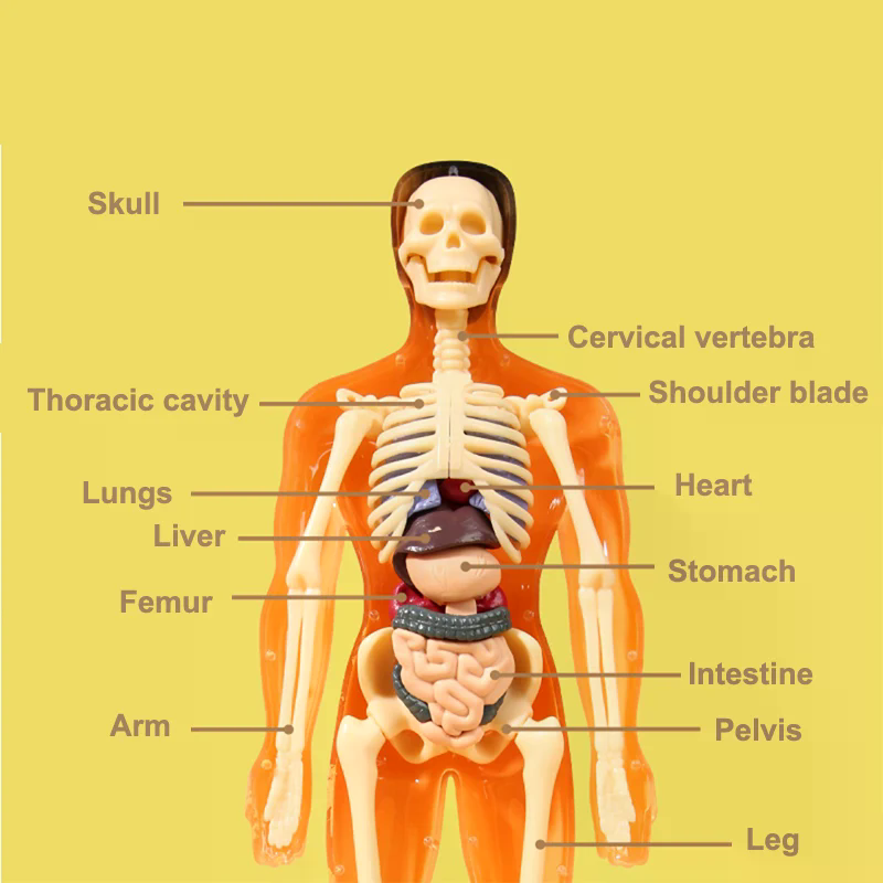 Model anatomiczny ludzkiego sz – Model Kit Simulator recenzja i cena